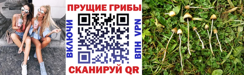 нарко площадка телеграм  Бугульма  Псилоцибиновые грибы Psilocybine cubensis 